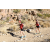 Team 35 / Raid Amazones Californie