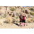 Team 49 / Raid Amazones Californie
