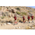 Team 56 / Raid Amazones Californie
