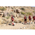 Team 56 / Raid Amazones Californie