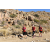 Team 89 / Raid Amazones Californie