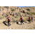 Raid Amazones Californie