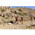 Team 97 / Raid Amazones Californie
