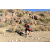 Team 85 / Raid Amazones Californie