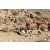 Team 91 / Raid Amazones Californie