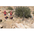 Team 43 / Raid Amazones Californie