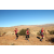 Team 77 / Raid Amazones Californie