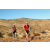 Team 76 / Raid Amazones Californie