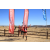 Team 79 / Raid Amazones Californie