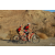 Team 16 / Raid Amazones Californie - J2 VTT