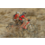 Team 44 / Raid Amazones Californie - J2 VTT