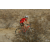 Team 51 / Raid Amazones Californie - J2 VTT