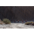 Team 75 / Raid Amazones Californie