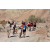 Raid Amazones Californie - J2 VTT
