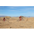Team 44 / Raid Amazones Californie - J2 VTT