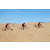 Team 77 / Raid Amazones Californie - J2 VTT