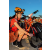Raid Amazones Californie - J2 VTT
