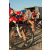 Team 58 / Raid Amazones Californie - J2 VTT