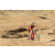 Team 77 / Raid Amazones Californie - J2 VTT
