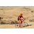 Team 06 / Raid Amazones Californie - J2 VTT