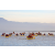 Raid Amazones Californie - J3 Canoe