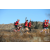 Team 26 / Raid Amazones Californie - J5 Triathlon