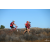 Team 24 / Raid Amazones Californie - J5 Triathlon