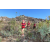 Team 70 / Raid Amazones Californie - J5 Triathlon