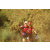 Team 75 / Raid Amazones Californie - J5 Triathlon