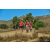 Team 91 / Raid Amazones Californie - J5 Triathlon
