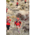 Team 34 / Raid Amazones Californie - J5 Trek