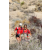 Team 06 / Raid Amazones Californie - J5 Trek