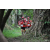 Team 114 / Raid Amazones Cambodge - J1 : Trek
