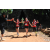 Team 153 / Raid Amazones Cambodge - J1 : Trek