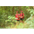 Team 55 / Raid Amazones Cambodge - J1 : Trek