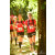 Team 150 / Raid Amazones Cambodge - J1 : Trek