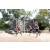 Raid Amazones Cambodge - J1 : Trek