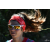 Raid Amazones Cambodge - J1 : Trek