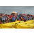 Raid Amazones Cambodge - J2 Canoe
