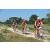 Team 171 / Raid Amazones Cambodge - J3 VTT