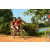 Team 119 / Raid Amazones Cambodge - J3 VTT