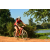 Team 61 / Raid Amazones Cambodge - J3 VTT