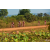 Raid Amazones Cambodge - J3 VTT