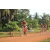 Team 174 / Raid Amazones Cambodge - J5 VTT