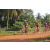 Team 159 / Raid Amazones Cambodge - J5 VTT
