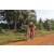 Team 150 / Raid Amazones Cambodge - J5 VTT