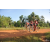 Team 178 / Raid Amazones Cambodge - J5 VTT