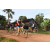 Team 42 / Raid Amazones Cambodge - J5 VTT