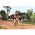 Team 173 / Raid Amazones Cambodge - J5 VTT