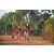 Team 156 / Raid Amazones Cambodge - J5 VTT